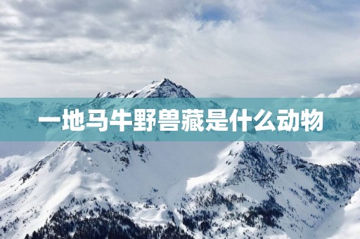 一地马牛野兽藏是什么动物