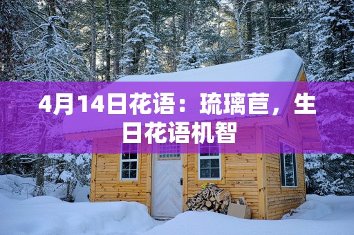 4月14日花语：琉璃苣，生日花语机智