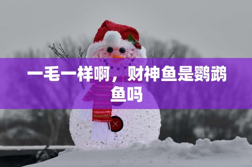一毛一样啊，财神鱼是鹦鹉鱼吗