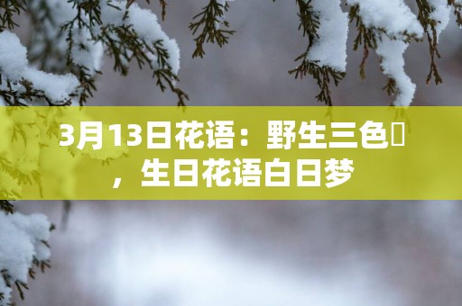3月13日花语：野生三色菫，生日花语白日梦