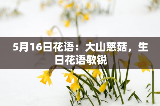 5月16日花语：大山慈菇，生日花语敏锐