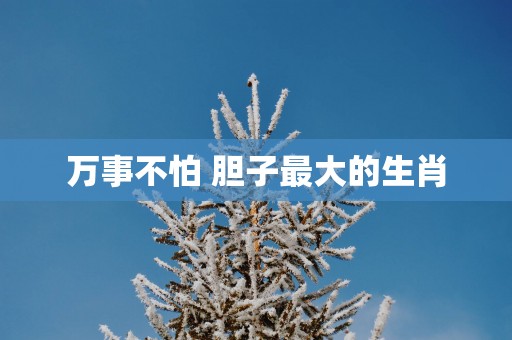 万事不怕 胆子最大的生肖