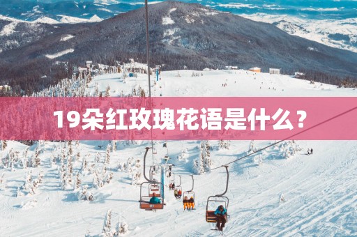 19朵红玫瑰花语是什么？