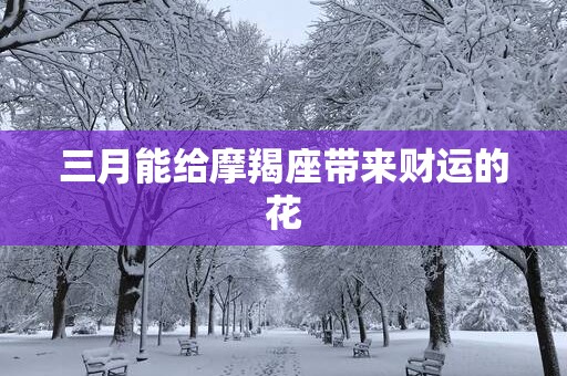 三月能给摩羯座带来财运的花