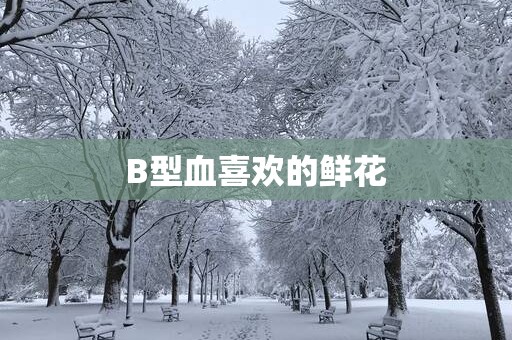 B型血喜欢的鲜花