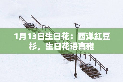 1月13日生日花：西洋红豆杉，生日花语高雅