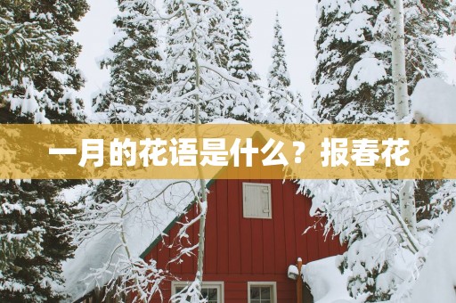 一月的花语是什么？报春花