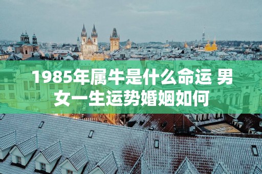 1985年属牛是什么命运 男女一生运势婚姻如何