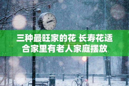 三种最旺家的花 长寿花适合家里有老人家庭摆放