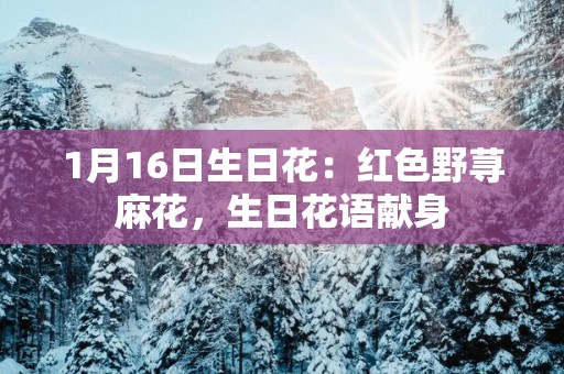 1月16日生日花：红色野荨麻花，生日花语献身