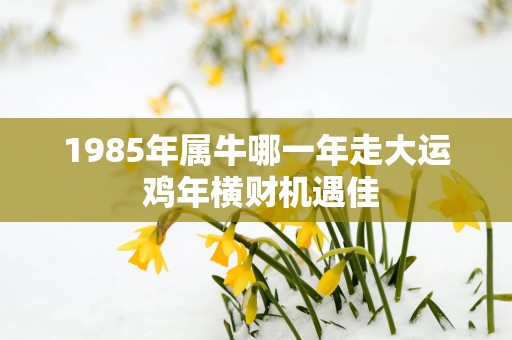 1985年属牛哪一年走大运 鸡年横财机遇佳