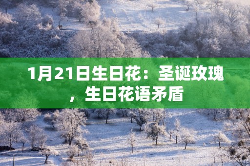 1月21日生日花：圣诞玫瑰，生日花语矛盾