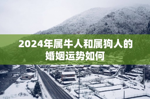 2025年属牛人和属狗人的婚姻运势如何