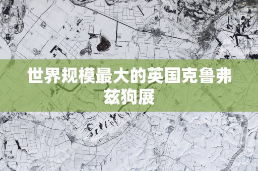 世界规模最大的英国克鲁弗兹狗展
