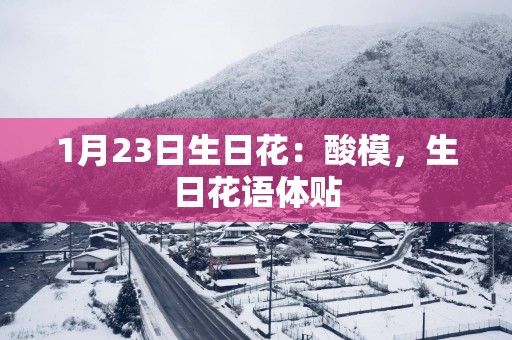 1月23日生日花：酸模，生日花语体贴