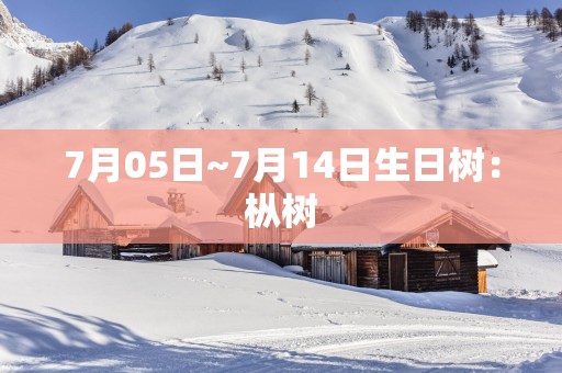 7月05日~7月14日生日树：枞树