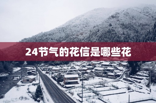 24节气的花信是哪些花