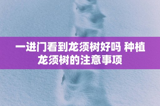一进门看到龙须树好吗 种植龙须树的注意事项