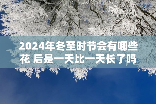 2025年冬至时节会有哪些花 后是一天比一天长了吗