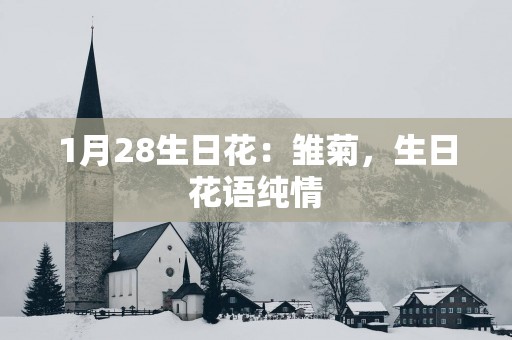 1月28生日花：雏菊，生日花语纯情