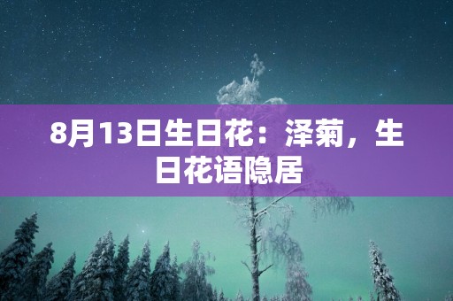 8月13日生日花：泽菊，生日花语隐居