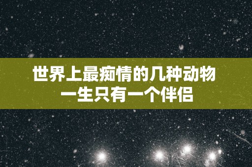 世界上最痴情的几种动物 一生只有一个伴侣