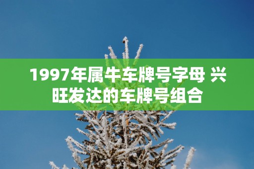 1997年属牛车牌号字母 兴旺发达的车牌号组合