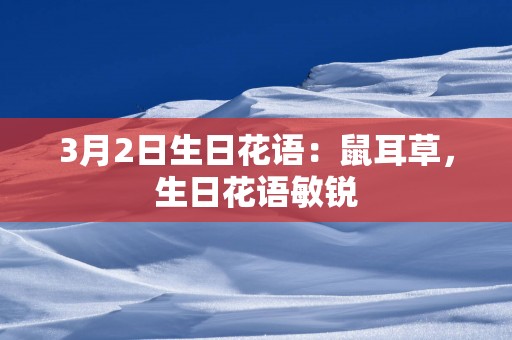 3月2日生日花语：鼠耳草，生日花语敏锐
