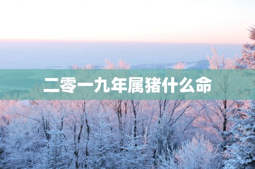 二零一九年属猪什么命