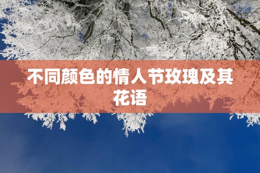 不同颜色的情人节玫瑰及其花语