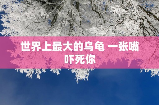 世界上最大的乌龟 一张嘴吓死你