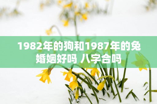 1982年的狗和1987年的兔婚姻好吗 八字合吗