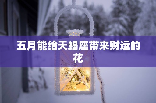 五月能给天蝎座带来财运的花