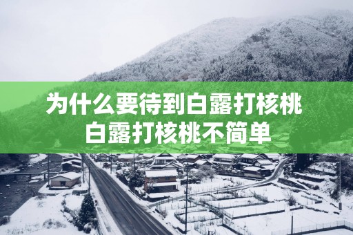 为什么要待到白露打核桃 白露打核桃不简单