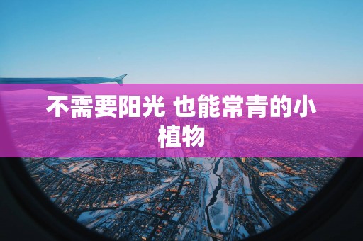 不需要阳光 也能常青的小植物