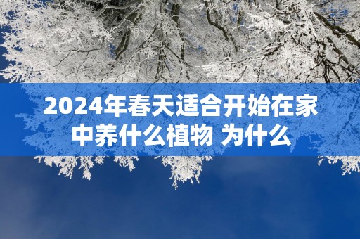 2025年春天适合开始在家中养什么植物 为什么