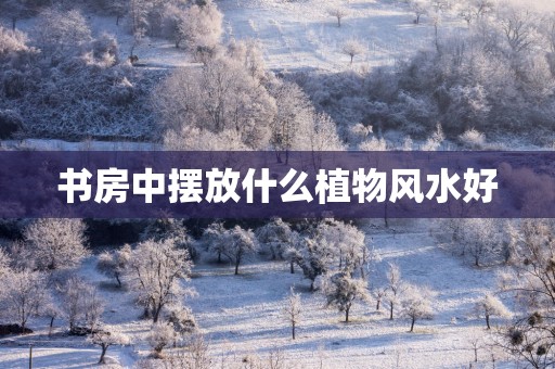 书房中摆放什么植物风水好