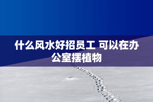 什么风水好招员工 可以在办公室摆植物