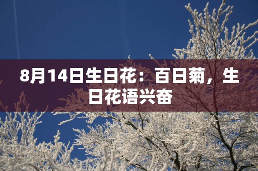 8月14日生日花：百日菊，生日花语兴奋