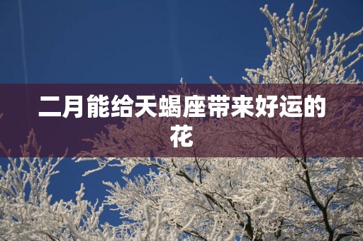 二月能给天蝎座带来好运的花