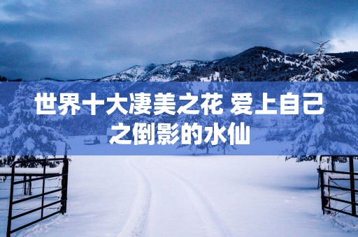 世界十大凄美之花 爱上自己之倒影的水仙