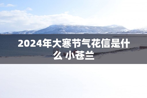 2025年大寒节气花信是什么 小苍兰
