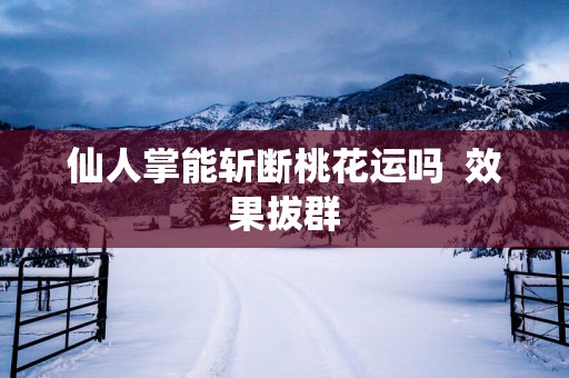 仙人掌能斩断桃花运吗  效果拔群