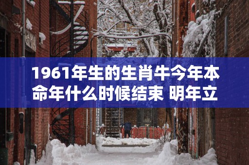 1961年生的生肖牛今年本命年什么时候结束 明年立春