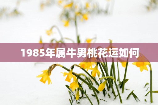 1985年属牛男桃花运如何