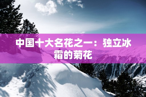 中国十大名花之一：独立冰霜的菊花