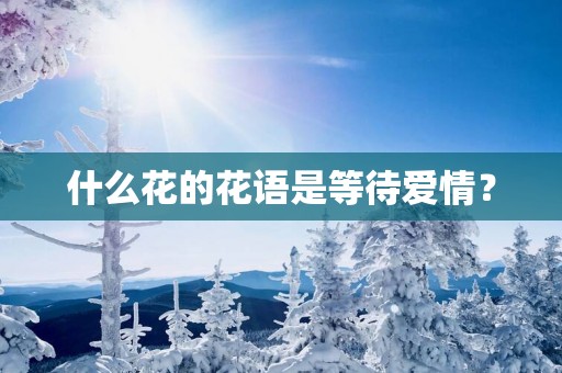 什么花的花语是等待爱情？