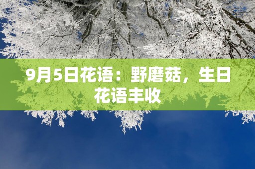9月5日花语：野磨菇，生日花语丰收