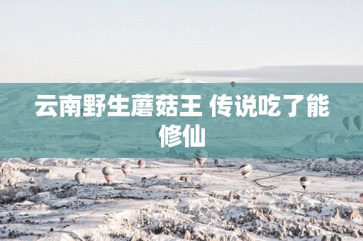 云南野生蘑菇王 传说吃了能修仙