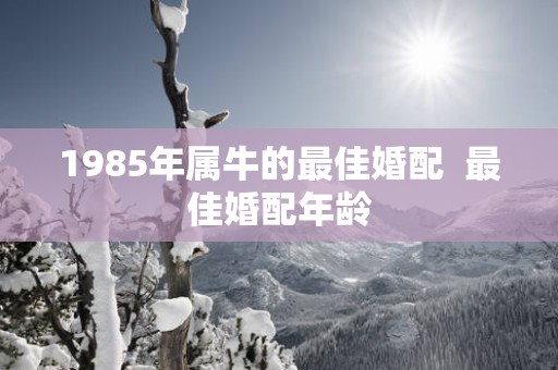 1985年属牛的最佳婚配  最佳婚配年龄
